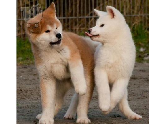 Akita INU καθαρόαιμα επιλογής